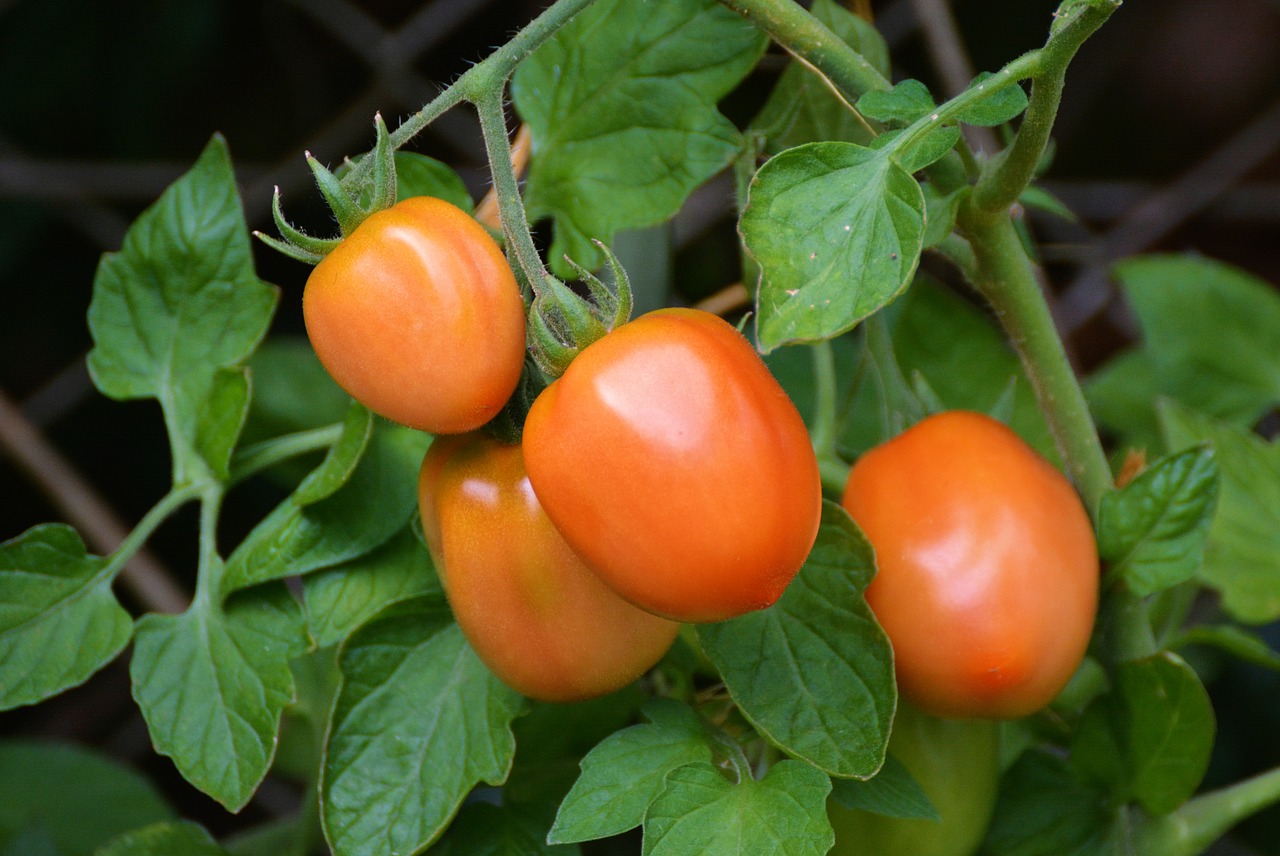 jardin légumes